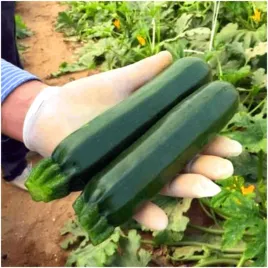 cukinia-soraya-wczesna-nasiona-5-g-bardzo-plenna