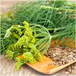 koper-lukullus-nasiona-100-g-duze-opakowanie-szybki-wzrost