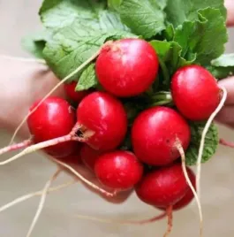 rzodkiewka-saxa-3-bardzo-wczesna-10g