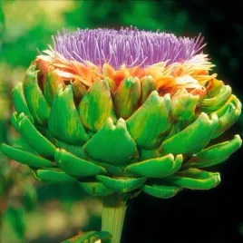 karczoch-vert-de-provance-smaczny-dekoracyjny-fit