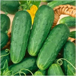 ogorek-victoria-nasiona-bardzo-plenny-idealny-na-przetwory