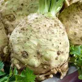 seler-korzeniowy-maxim-pozny-nasiona-05g