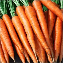 marchew-wczesna-karotina-nasiona-5-g-slodka-soczysta