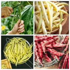 fasola-karlowa-szparagowa-mix-odmian-nasiona-40-g