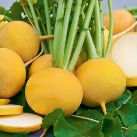 rzepa-golden-ball-symbol-zdrowia-sily-i-witalnosci