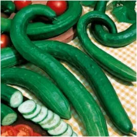 ogorek-chinese-slangen-ogorek-wezowy-nasiona-5-g