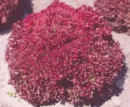 salata-lollo-rossa-bardzo-smaczna-i-dekoraccyjna