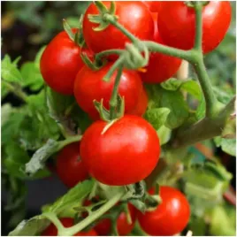 pomidor-koktajlowy-cherry-garden-perle-nasiona-03-g