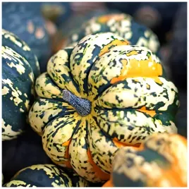 dynia-ozdobna-sweet-dumpling-ogrodowa-slodka-nasiona-2-g