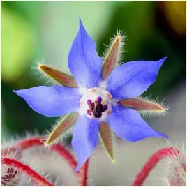 ogorecznik-lekarski-miododajny-nasiona-ziol-2-g