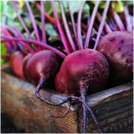 burak-cwiklowy-czerwona-kula-bardzo-plenny-nasiona-10-g