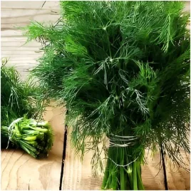 koper-ogrodowy-sprinter-srednio-wczesny-rozrastajacy-sie-nasiona-5-g