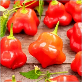 papryka-ostra-okrasny-zvonek-nasiona-015-g