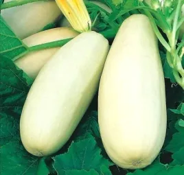kabaczek-kveta-dorodne-soczyste-owoce-nasiona-3-g