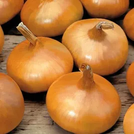 cebula-stuttgarter-atrakcyjny-wyglad-lekko-ostra-nasiona-3-g