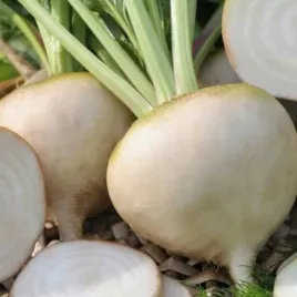 burak-cwiklowy-bialy-sniezna-kula-nasiona-20g