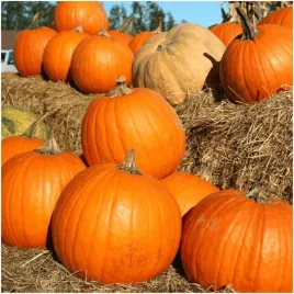 dynia-bambino-szczegolnie-polecana-na-przetwory-nasiona-5-g