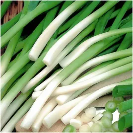 cebula-siedmiolatka-bajkal-trwala-mrozoodporna-nasiona-3-g