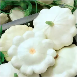 patison-bialy-custard-white-bogactwo-witaminy-c-nasiona-2g