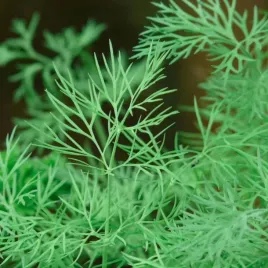 koper-ogrodowy-szmaragd-nasiona-3g