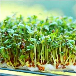 rzezucha-ogrodowa-zrodlo-witamin-i-mikroelementow-nasiona-5g