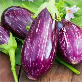 baklazan-tsakoniki-nasiona-dorodne-i-efektowne-owoce