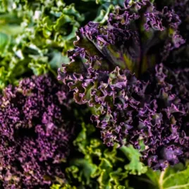 jarmuz-mieszanka-odmian-smaczna-i-zdrowa-nasiona-1g