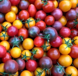 pomidor-cherry-mix-odmian-i-kolorow-nasiona-02-g