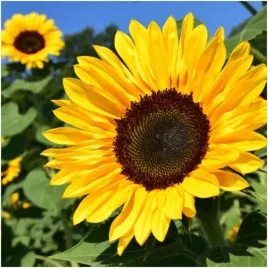 slonecznik-jadalny-paskowany-pelen-witamin-nasiona-10-g