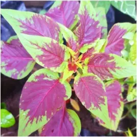 szpinak-chinski-amaranthus-tricolor-orzechowy-slodki-smak-nasiona-5-g