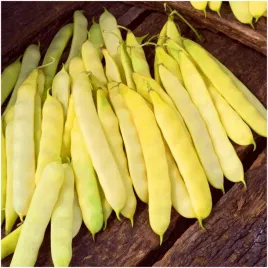 fasola-goldmarie-nasiona-10-g-bardzo-smaczne-straki-typu-mamut