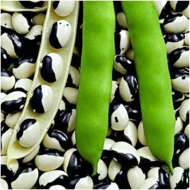 fasola-yin-yang-odmiana-o-nietypowych-nasionach-10-g