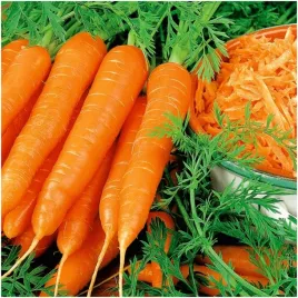 marchew-amsterdam-3-slodkie-i-chrupiace-korzenie-wczesna-nasiona-5-g