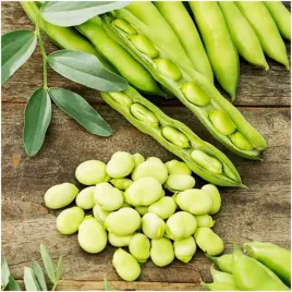 bob-hangdown-bialy-pyszne-nasiona-duze-straki