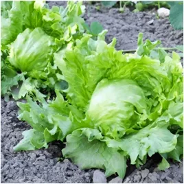 salata-traper-krucha-lodowa-srednio-wczesna-nasiona-1-g