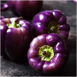 papryka-loran-oryginalna-fioletowa-nasiona-03g