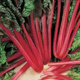burak-rhubarb-chard-odmiana-lisciowa