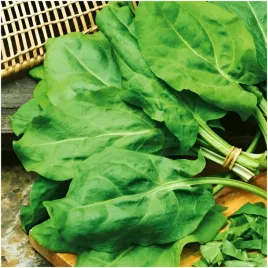 szczaw-lyonski-niezwykle-plenny-odporny-na-mroz-nasiona-3-g