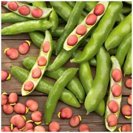 bob-karmazyn-nasiona-czerwona-polska-odmiana