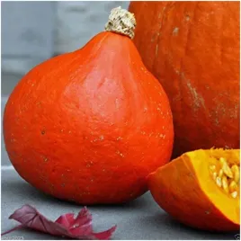 dynia-olbrzymia-uchiki-kuri-hokkaido-idealna-do-zup-nasiona-5-g