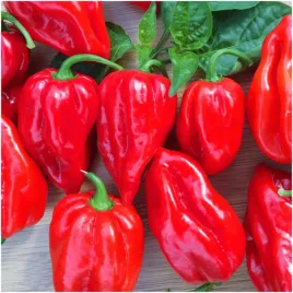 papryka-ostra-habanero-czerwona-bardzo-plenna-nasiona-02-g