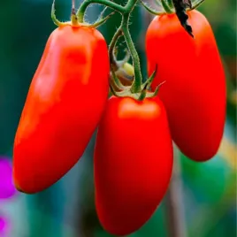 pomidor-gruntowy-san-marzano-3-nasiona-03-g