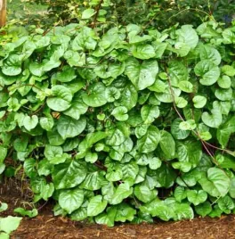 szpinak-pnacy-malabarski-roslina-ozdobna-warzywna-lecznicza-nasiona-05g