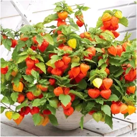 rodzynek-brazylijski-jagoda-inkaska-miechunka-slodko-kwasny-nasiona-02-g