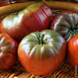 pomidor-gruntowy-wysoki-noire-de-crimee-02g