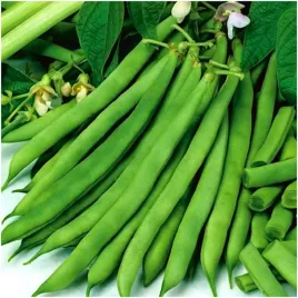 fasola-zwykla-karlowa-zielona-jagusia-nasiona-20g