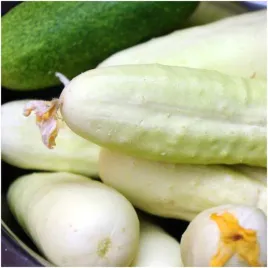 ogorek-gruntowy-konserwowy-white-wonder-nasiona-doskonaly-na-przetwory