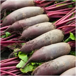 burak-cwiklowy-podluzny-opolski-o-delikatnej-konsystencji-nasiona-10g