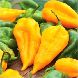 papryka-chinska-habanero-limon-ostra-nasiona-015-g