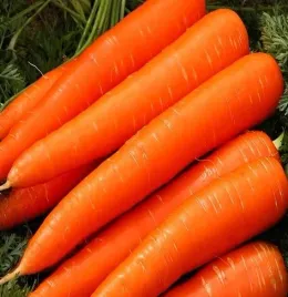 marchew-jadalna-naomi-wczesna-soczysta-smaczna-5g